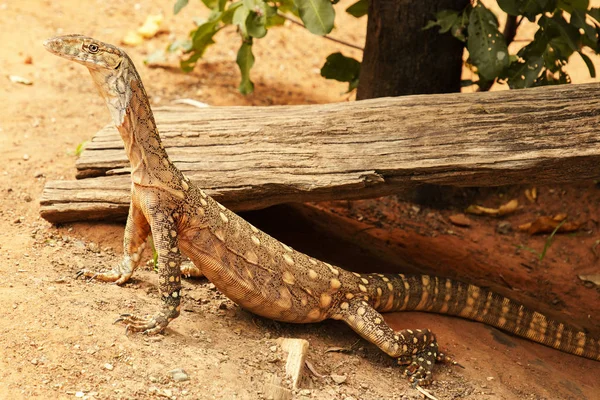 Perentie — Stock Fotó