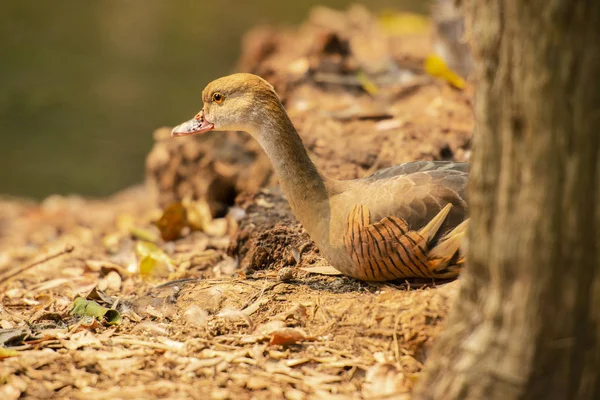 Plumed whistling duck — Stock Photo, Image