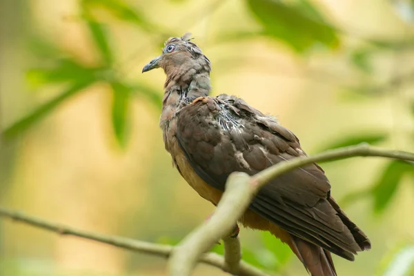 Brown cuckoo-dove — 스톡 사진