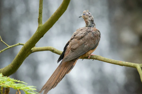 Paloma cucú marrón — Foto de Stock