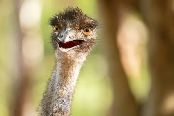 Australischer emu — Stockfoto