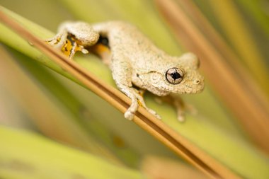 Zümrüt benekli ağaç kurbağası Litoria peronii olarak da bilinir..