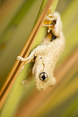 Zümrüt benekli ağaç kurbağası Litoria peronii olarak da bilinir..