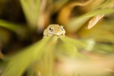 Zümrüt benekli ağaç kurbağası Litoria peronii olarak da bilinir..