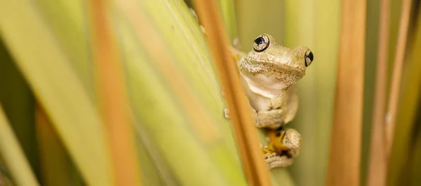 Rana Arborícola Manchada Esmeralda También Conocida Como Litoria Peronii —  Fotos de Stock