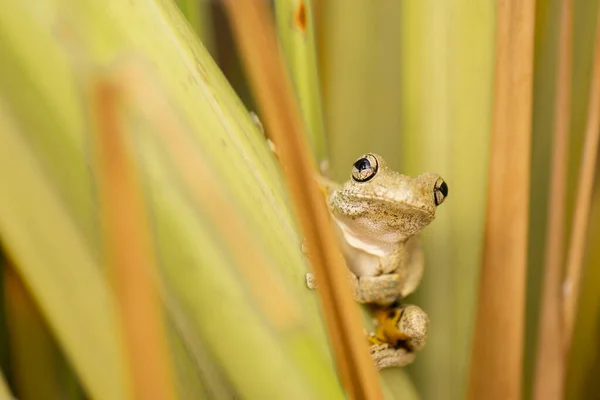 Rana Arborícola Manchada Esmeralda También Conocida Como Litoria Peronii —  Fotos de Stock