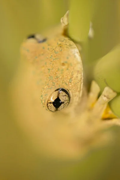 Szmaragdowa Żaba Drzewna Znana Również Jako Litoria Peronii — Zdjęcie stockowe