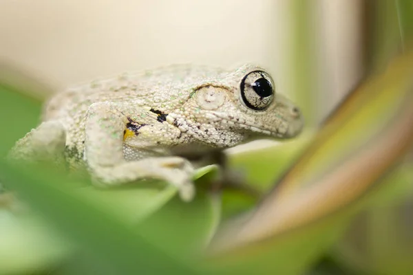 Rana Arborícola Manchada Esmeralda También Conocida Como Litoria Peronii —  Fotos de Stock