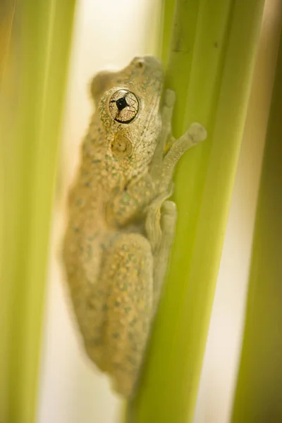 Sapo Árvore Manchado Esmeralda Também Conhecido Como Litoria Peronii — Fotografia de Stock