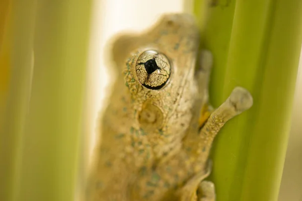 リトリアPeroniiとも呼ばれるエメラルド色の斑点のあるツリーカエル — ストック写真