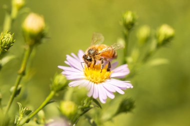 Avrupa bal arısı Apis mellifera olarak da bilinir..
