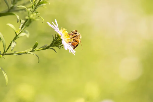 欧洲蜜蜂 也被称为Apis Mellifea — 图库照片