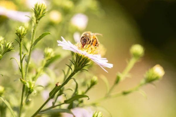 欧洲蜜蜂 也被称为Apis Mellifea — 图库照片
