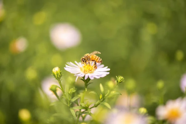 Abeja Melífera Europea También Conocida Como Apis Mellifera — Foto de Stock