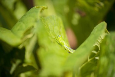 Çit Çekirgesi, Valanga düzensizliği olarak da bilinir.