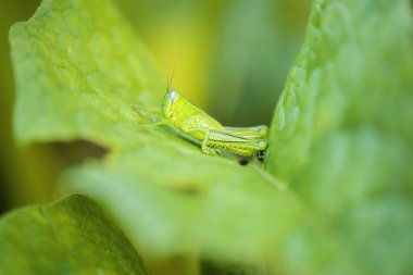 Çit Çekirgesi, Valanga düzensizliği olarak da bilinir.