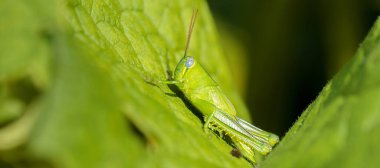 Çit Çekirgesi, Valanga düzensizliği olarak da bilinir.