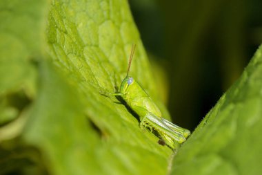 Çit Çekirgesi, Valanga düzensizliği olarak da bilinir.