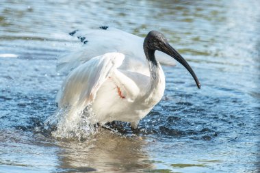 Avustralya Beyaz aynası Threskiornis Moluccus olarak da bilinir..