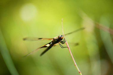 Sarı çizgili Flutterer Dragonfly Rhyothem phyllis olarak da bilinir..