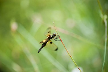 Sarı çizgili Flutterer Dragonfly Rhyothem phyllis olarak da bilinir..