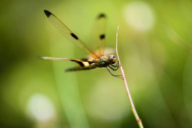 Sarı çizgili Flutterer Dragonfly Rhyothem phyllis olarak da bilinir..