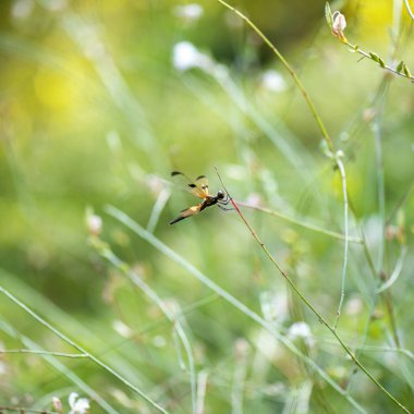 Sarı çizgili Flutterer Dragonfly Rhyothem phyllis olarak da bilinir..