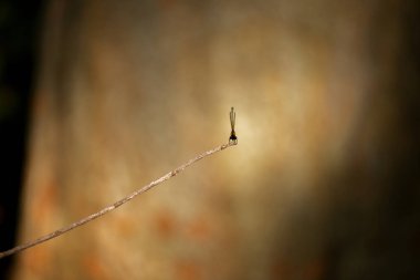 Nosticta solida olarak da bilinen turuncu iplik kuyruklu kız sineği..