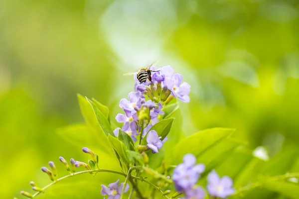 蓝带蜜蜂也被称为Amegilla Cingulata — 图库照片