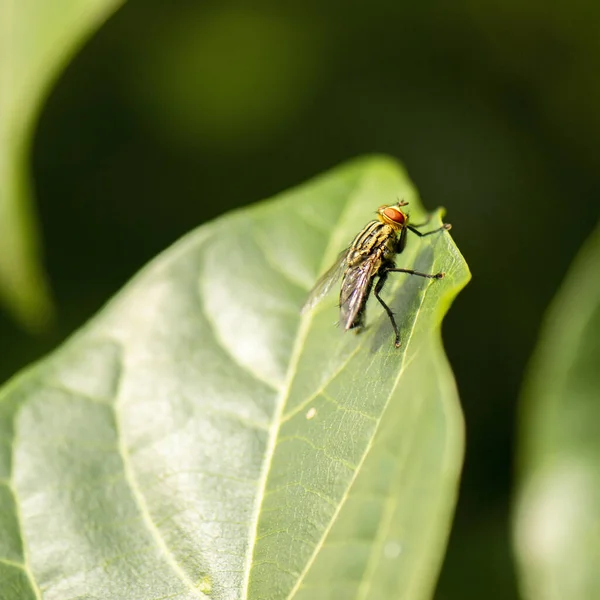 黄肉苍蝇也被称为Sarcophagidae — 图库照片