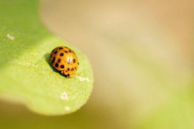Turuncu Uğur Böceği Halyzia sedecimguttata olarak da bilinir..