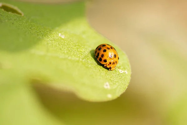 Orange Ladybug Известен Halyzia Sedecimguttata — стоковое фото