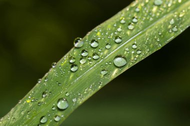 Bir doğa arkaplanının ayrıntılı biçimde kapatılması