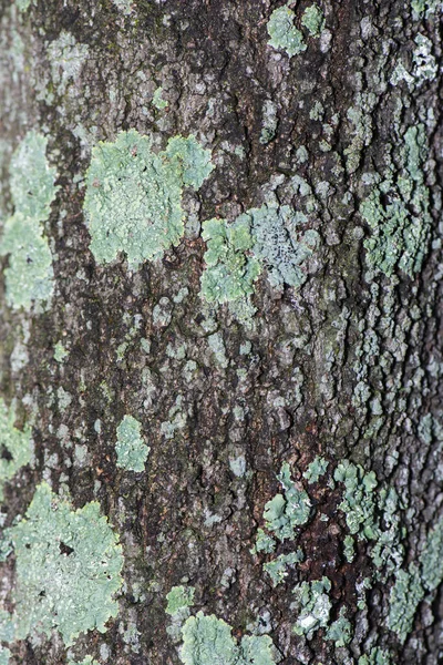 Detalhado Perto Contexto Natureza — Fotografia de Stock