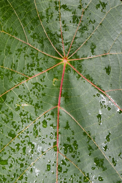 Gros Plan Détaillé Fond Naturel — Photo