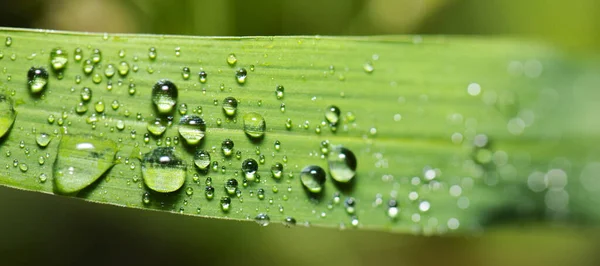 Gedetailleerde Close Van Een Natuur Achtergrond — Stockfoto