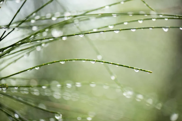 Gedetailleerde Close Van Een Natuur Achtergrond — Stockfoto