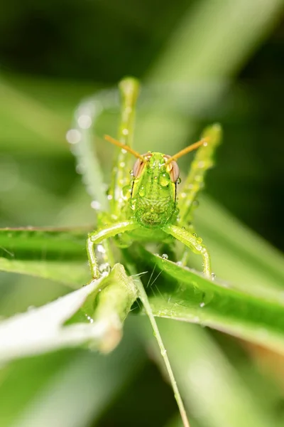 Grasshopper Gigante Também Conhecido Como Valanga Irregularis — Fotografia de Stock