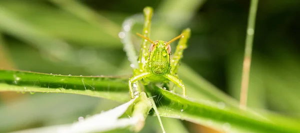 Grasshopper Gigante Também Conhecido Como Valanga Irregularis — Fotografia de Stock