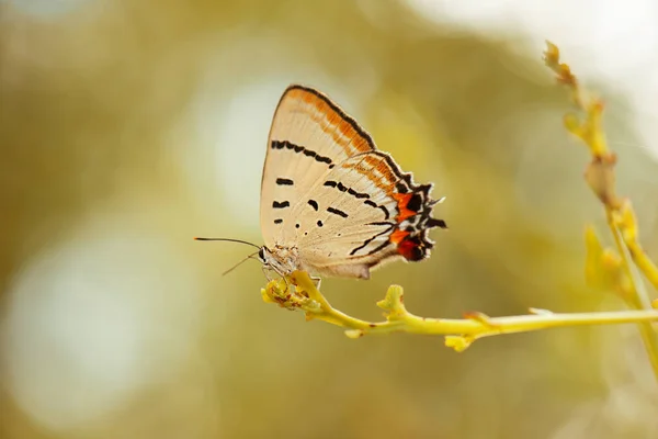 Imperial Blue Butterfly Також Відомий Jalmenus Evagoras — стокове фото