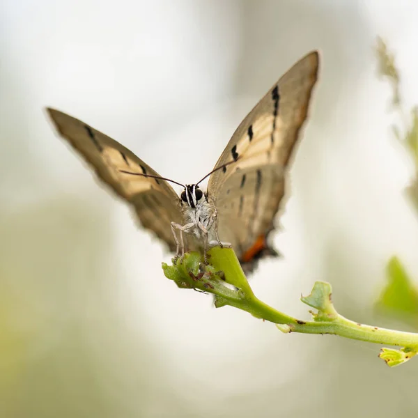 Imperial Blue Butterfly Also Known Jalmenus Evagoras — Stock Photo, Image