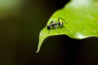 Altın kuyruklu dikenli karınca Polyrhachis Hagiomyrma olarak da bilinir.