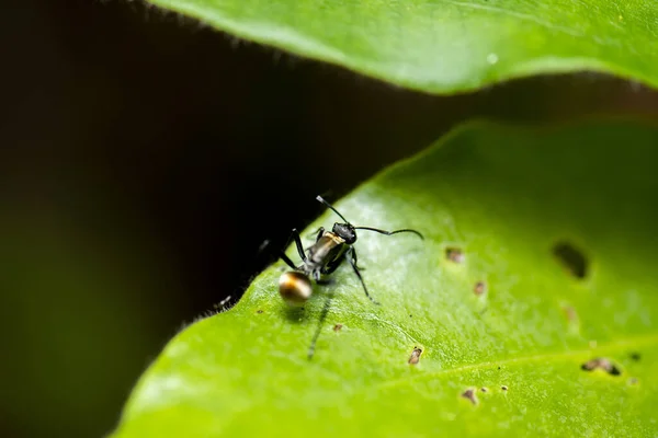 Aranyfarkú Tüskés Hangya Más Néven Polyrhachis Hagiomyrma — Stock Fotó