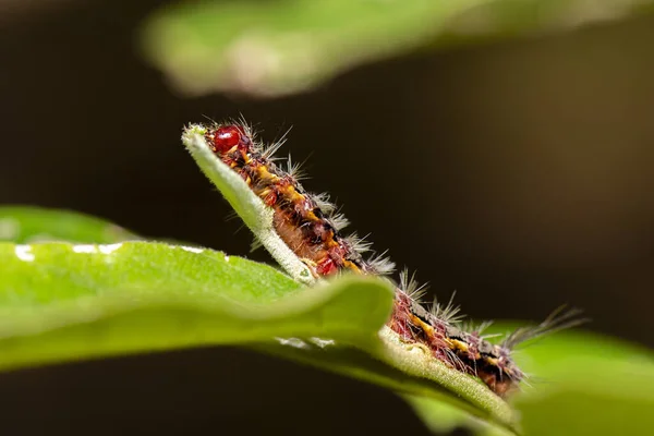 Ardices Canescens Caterpillar Also Known Light Ermine Dark Spotted Tiger — Stock Photo, Image