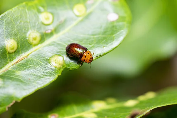 Dotted Κεφάλι Acacia Beetle Επίσης Γνωστή Calomela Maculicollis — Φωτογραφία Αρχείου