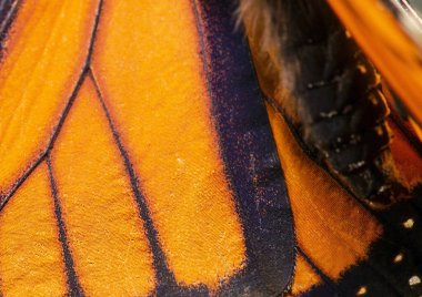 Harika Kelebek Danaus pleksippus olarak da bilinir..