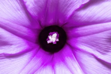 Bir doğa arkaplanının ayrıntılı biçimde kapatılması