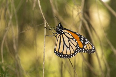 Harika Kelebek Danaus pleksippus olarak da bilinir..