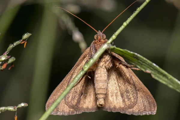 카스토르 Semi Looper Moth Achaea Janata 알려진 — 스톡 사진