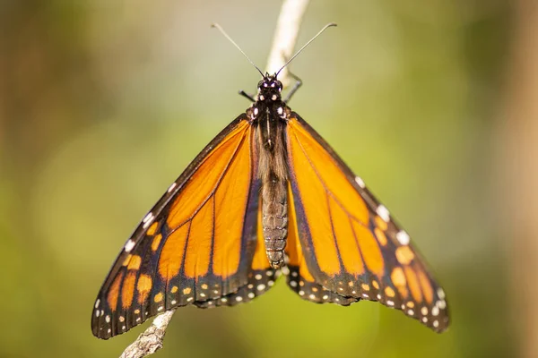 Wonderer Butterfly Also Known Danaus Plexippus — Stock Photo, Image